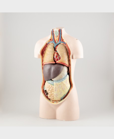 Anatominen malli